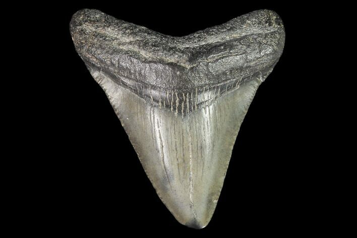Juvenile Megalodon Tooth - Georgia #101369